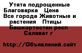 Утята подрощенные Благоварка › Цена ­ 100 - Все города Животные и растения » Птицы   . Башкортостан респ.,Салават г.